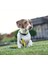 Matrix Yellow Köpek Gezdirme Kayışı 4