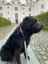 Piano Köpek Gezdirme Kayışı 2