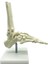 2x 1:1 Insan Iskeleti Ayak Anatomisi Modeli Ayak ve Ayak Bileği Saplı Anatomik Model Anatomi Öğretim Kaynakları (Yurt Dışından) 3