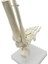 2x 1:1 Insan Iskeleti Ayak Anatomisi Modeli Ayak ve Ayak Bileği Saplı Anatomik Model Anatomi Öğretim Kaynakları (Yurt Dışından) 4