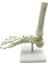 2x 1:1 Insan Iskeleti Ayak Anatomisi Modeli Ayak ve Ayak Bileği Saplı Anatomik Model Anatomi Öğretim Kaynakları (Yurt Dışından) 5