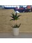 Seramik Saksıda Bonsai Sarısabır 1881 1