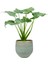 Alocasia Cucullata Fil Kulağı Hediyelik Dekotatif Saksıda 1