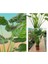 Alocasia Cucullata Fil Kulağı 100+ cm 1