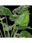 Alocasia Cucullata Fil Kulağı 100+ cm 2