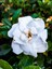 Videolu Canlı Hediyelik 1 Adet Kokulu Gardenya Çiçeği 30-45 cm Saksılı (Gardenia Flower) 3
