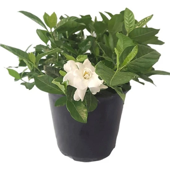 Serada Decor Plant Videolu Muhteşem Kokulu 1 Adet Beyaz Gardenya Çiçeği Saksılı 25-45CM (White Gardenia Flower)