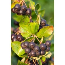 Çermik Fidancılık Viking Siyah Aronya ( Aronia Chokeberry ) Fidanı