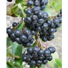 Çermik Fidancılık Viking Siyah Aronya ( Aronia Chokeberry ) Fidanı