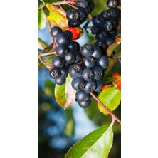 Doğa Fidancılık Tüplü Aronya ( Aronia ) Meyve Fidanı 2 Yaş