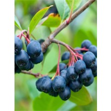 Doğa Fidancılık Tüplü Aronya ( Aronia ) Meyve Fidanı 2 Yaş