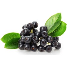 Doğa Fidancılık Tüplü Aronya ( Aronia ) Meyve Fidanı 2 Yaş