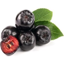 Çermik Fidancılık Viking Siyah Aronya ( Aronia Chokeberry ) Fidanı