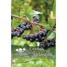 Çermik Fidancılık Viking Siyah Aronya ( Aronia Chokeberry ) Fidanı