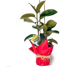 Çiçekçi Paketli Ficus Elastica Kauçuk 2 Gövdeli 80-100 cm