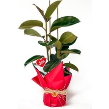 Çiçekçi Paketli Ficus Elastica Kauçuk 2 Gövdeli 80-100 cm