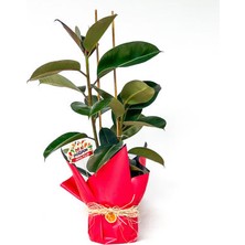 Çiçekçi Paketli Ficus Elastica Kauçuk 2 Gövdeli 80-100 cm