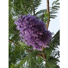 Fidan Paketim Jakaranda Ağacı Jacaranda Mimosifolia