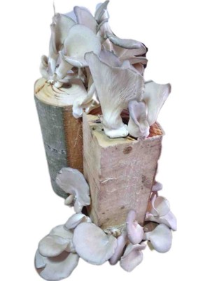 Tarımsal ve Hayvansal Ürünler Kütükte Istiridye Kavak Mantarı Deneme Hobi Kiti