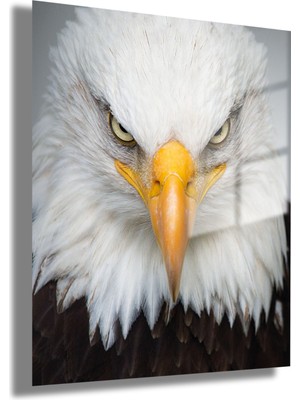 Gaagart Temperli Gerçek Cam Tablo Yüksek Kalite Yakın Çekim Kartal