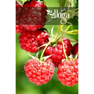 Doğa Fidancılık Kırmızı Ahududu Fidanı 2 Yaş