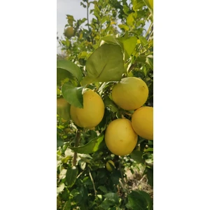 Anamur Meyvecim Limon 1 kg