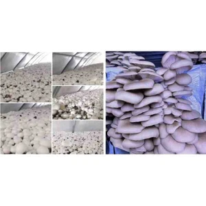 Tarımsal ve Hayvansal Ürünler Istiridye ve Kültür Mantarı TOHUMU(2×2000ADET)
