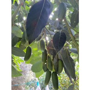 Anamur Meyvecim Bebek Avokado 1 kg Taze Hasat