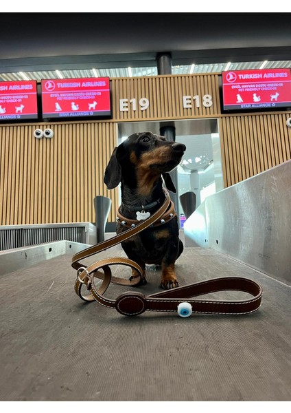 Avanos Collection Deri Köpek Vücut Tasması