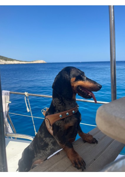 Avanos Collection Deri Köpek Vücut Tasması