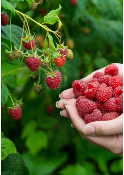 Kırmızı Ahududu Fidanı 2 Yaş fiyatları