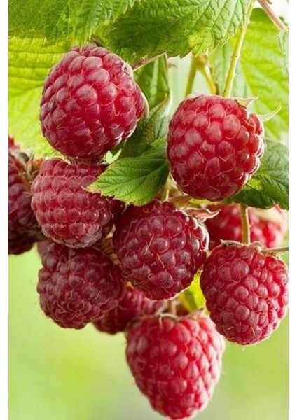 Kırmızı Ahududu Fidanı 2 Yaş modelleri