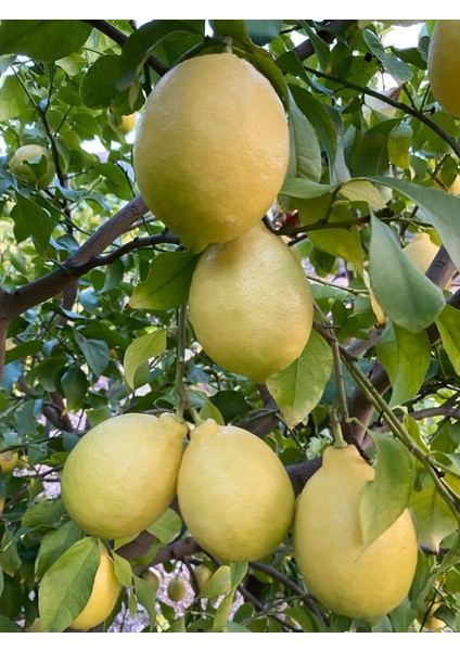 Anamur Meyvecim Limon 1 kg