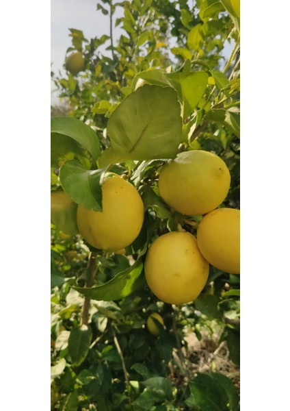 Anamur Meyvecim Limon 1 kg