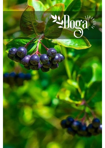 Tüplü Aronya ( Aronia ) Meyve Fidanı 2 Yaş