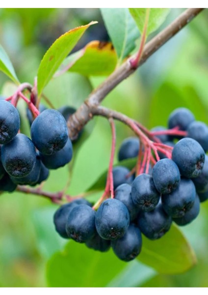 Tüplü Aronya ( Aronia ) Meyve Fidanı 2 Yaş