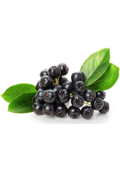 Tüplü Aronya ( Aronia ) Meyve Fidanı 2 Yaş