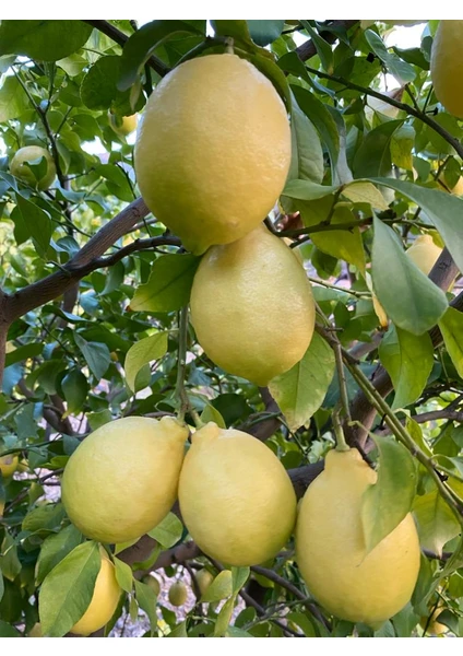 Anamur Meyvecim Portakal 3 kg +limon 1 kg