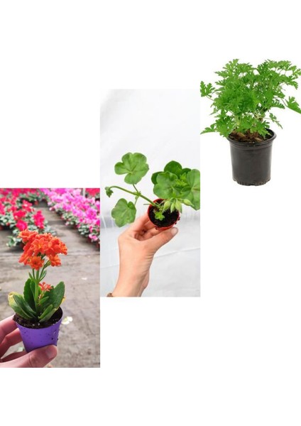 3 Çeşit Balkon Çiçeği Itır + Kalanşo + Sardunya