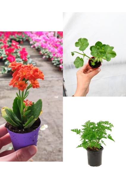 3 Çeşit Balkon Çiçeği Itır + Kalanşo + Sardunya fiyatları