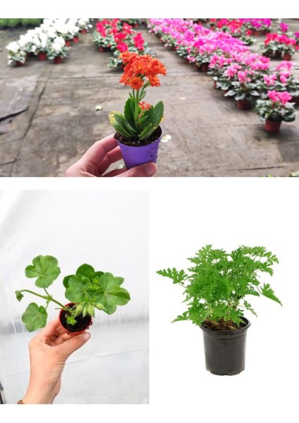3 Çeşit Balkon Çiçeği Itır + Kalanşo + Sardunya modelleri