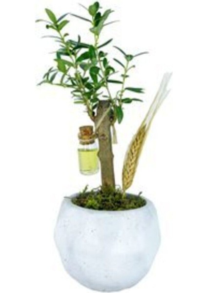 Zeytin Ağacı Bonsai & Beyaz Geometrik Beton Saksıda Lik Canlı Çiçek