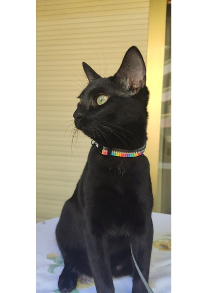 Crayons Smart ID Kedi Boyun Tasması fırsatları