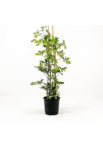 Şeflera-Schefflera - Gold Capella 2 Dallı - 80-100 cm