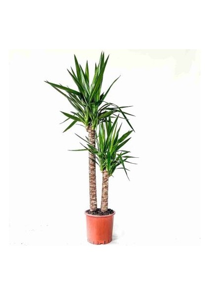 Yuka Bitkisi (Yucca Massengena) 2 Gövdeli 110-130 cm