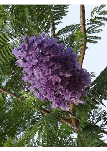 Jakaranda Ağacı Jacaranda Mimosifolia