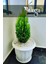 Limon Çamı Limon Servi Çam Fidanı 2 Yaş 90-110 cm Boy 1