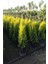 Limon Çamı Limon Servi Çam Fidanı 2 Yaş 90-110 cm Boy 4
