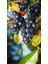 Tüplü Aronya ( Aronia ) Meyve Fidanı 2 Yaş 2