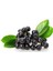 Tüplü Aronya ( Aronia ) Meyve Fidanı 2 Yaş 4